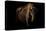 European Bison (Bison Bonasus) Standing in Shadow-Edwin Giesbers-Stretched Canvas