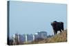 European Bison (Bison Bonasus) with Town in the Background-Edwin Giesbers-Stretched Canvas