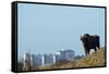 European Bison (Bison Bonasus) with Town in the Background-Edwin Giesbers-Framed Stretched Canvas