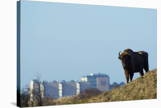 European Bison (Bison Bonasus) with Town in the Background-Edwin Giesbers-Stretched Canvas