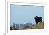 European Bison (Bison Bonasus) with Town in the Background-Edwin Giesbers-Framed Photographic Print