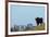 European Bison (Bison Bonasus) with Town in the Background-Edwin Giesbers-Framed Photographic Print