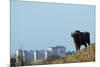 European Bison (Bison Bonasus) with Town in the Background-Edwin Giesbers-Mounted Photographic Print