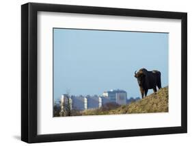 European Bison (Bison Bonasus) with Town in the Background-Edwin Giesbers-Framed Photographic Print