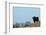 European Bison (Bison Bonasus) with Town in the Background-Edwin Giesbers-Framed Photographic Print