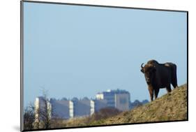 European Bison (Bison Bonasus) with Town in the Background-Edwin Giesbers-Mounted Photographic Print
