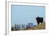 European Bison (Bison Bonasus) with Town in the Background-Edwin Giesbers-Framed Photographic Print