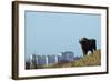 European Bison (Bison Bonasus) with Town in the Background-Edwin Giesbers-Framed Photographic Print