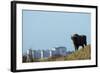 European Bison (Bison Bonasus) with Town in the Background-Edwin Giesbers-Framed Photographic Print