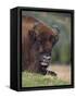 European Bison, Captive at Highland Wildlife Park, Kingussie, Scotland, United Kingdom-Steve & Ann Toon-Framed Stretched Canvas