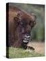 European Bison, Captive at Highland Wildlife Park, Kingussie, Scotland, United Kingdom-Steve & Ann Toon-Stretched Canvas