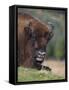 European Bison, Captive at Highland Wildlife Park, Kingussie, Scotland, United Kingdom-Steve & Ann Toon-Framed Stretched Canvas