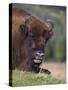 European Bison, Captive at Highland Wildlife Park, Kingussie, Scotland, United Kingdom-Steve & Ann Toon-Stretched Canvas