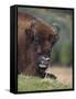 European Bison, Captive at Highland Wildlife Park, Kingussie, Scotland, United Kingdom-Steve & Ann Toon-Framed Stretched Canvas