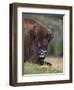 European Bison, Captive at Highland Wildlife Park, Kingussie, Scotland, United Kingdom-Steve & Ann Toon-Framed Photographic Print