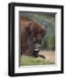 European Bison, Captive at Highland Wildlife Park, Kingussie, Scotland, United Kingdom-Steve & Ann Toon-Framed Photographic Print