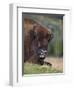 European Bison, Captive at Highland Wildlife Park, Kingussie, Scotland, United Kingdom-Steve & Ann Toon-Framed Photographic Print