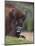 European Bison, Captive at Highland Wildlife Park, Kingussie, Scotland, United Kingdom-Steve & Ann Toon-Mounted Photographic Print