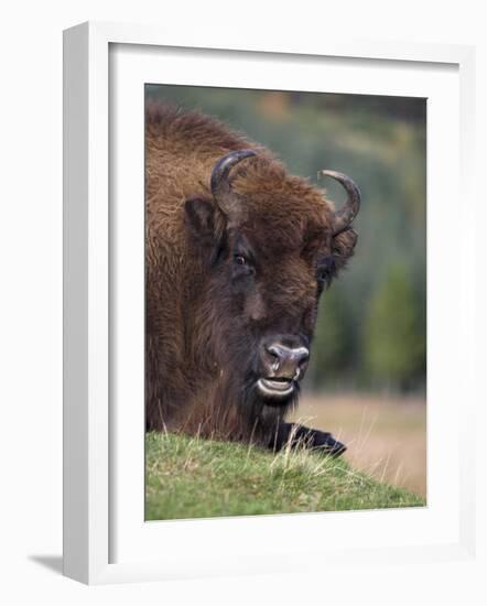 European Bison, Captive at Highland Wildlife Park, Kingussie, Scotland, United Kingdom-Steve & Ann Toon-Framed Photographic Print