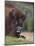 European Bison, Captive at Highland Wildlife Park, Kingussie, Scotland, United Kingdom-Steve & Ann Toon-Mounted Photographic Print