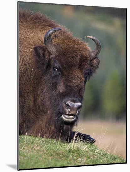 European Bison, Captive at Highland Wildlife Park, Kingussie, Scotland, United Kingdom-Steve & Ann Toon-Mounted Photographic Print