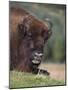 European Bison, Captive at Highland Wildlife Park, Kingussie, Scotland, United Kingdom-Steve & Ann Toon-Mounted Photographic Print