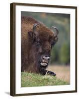 European Bison, Captive at Highland Wildlife Park, Kingussie, Scotland, United Kingdom-Steve & Ann Toon-Framed Photographic Print