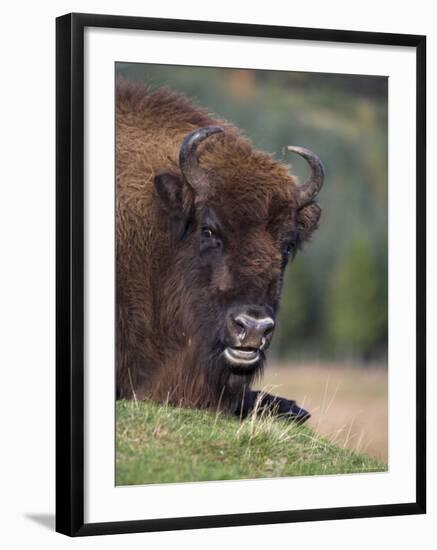 European Bison, Captive at Highland Wildlife Park, Kingussie, Scotland, United Kingdom-Steve & Ann Toon-Framed Photographic Print