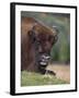 European Bison, Captive at Highland Wildlife Park, Kingussie, Scotland, United Kingdom-Steve & Ann Toon-Framed Photographic Print