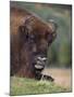European Bison, Captive at Highland Wildlife Park, Kingussie, Scotland, United Kingdom-Steve & Ann Toon-Mounted Photographic Print