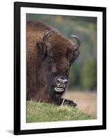 European Bison, Captive at Highland Wildlife Park, Kingussie, Scotland, United Kingdom-Steve & Ann Toon-Framed Photographic Print