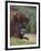 European Bison, Captive at Highland Wildlife Park, Kingussie, Scotland, United Kingdom-Steve & Ann Toon-Framed Photographic Print