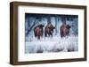 European Bison in winter, Białowieza National Park, Poland-Mateusz Piesiak-Framed Photographic Print