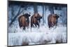 European Bison in winter, Białowieza National Park, Poland-Mateusz Piesiak-Mounted Photographic Print