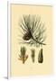 European Black Pine, 1833-39-null-Framed Giclee Print