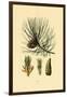 European Black Pine, 1833-39-null-Framed Giclee Print