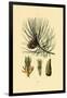 European Black Pine, 1833-39-null-Framed Giclee Print