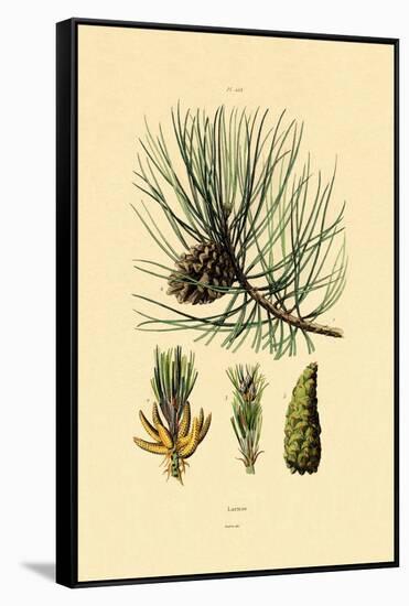 European Black Pine, 1833-39-null-Framed Stretched Canvas