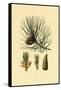 European Black Pine, 1833-39-null-Framed Stretched Canvas