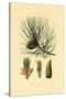 European Black Pine, 1833-39-null-Stretched Canvas