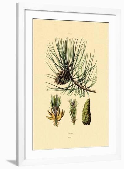 European Black Pine, 1833-39-null-Framed Giclee Print