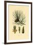 European Black Pine, 1833-39-null-Framed Giclee Print