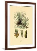 European Black Pine, 1833-39-null-Framed Giclee Print