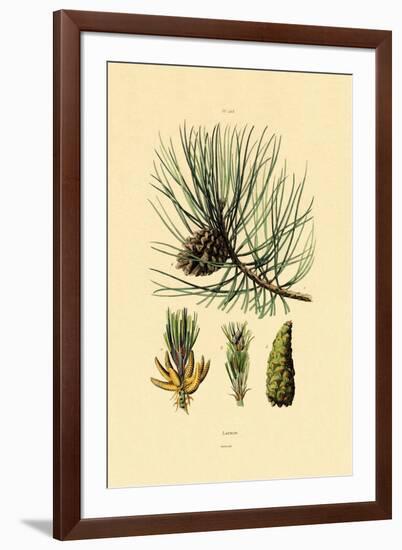 European Black Pine, 1833-39-null-Framed Giclee Print