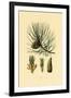 European Black Pine, 1833-39-null-Framed Giclee Print