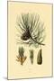 European Black Pine, 1833-39-null-Mounted Giclee Print