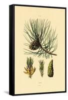 European Black Pine, 1833-39-null-Framed Stretched Canvas