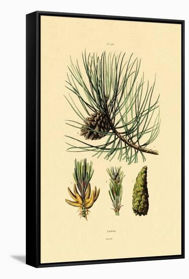 European Black Pine, 1833-39-null-Framed Stretched Canvas