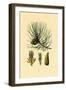 European Black Pine, 1833-39-null-Framed Giclee Print