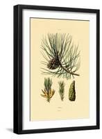 European Black Pine, 1833-39-null-Framed Giclee Print